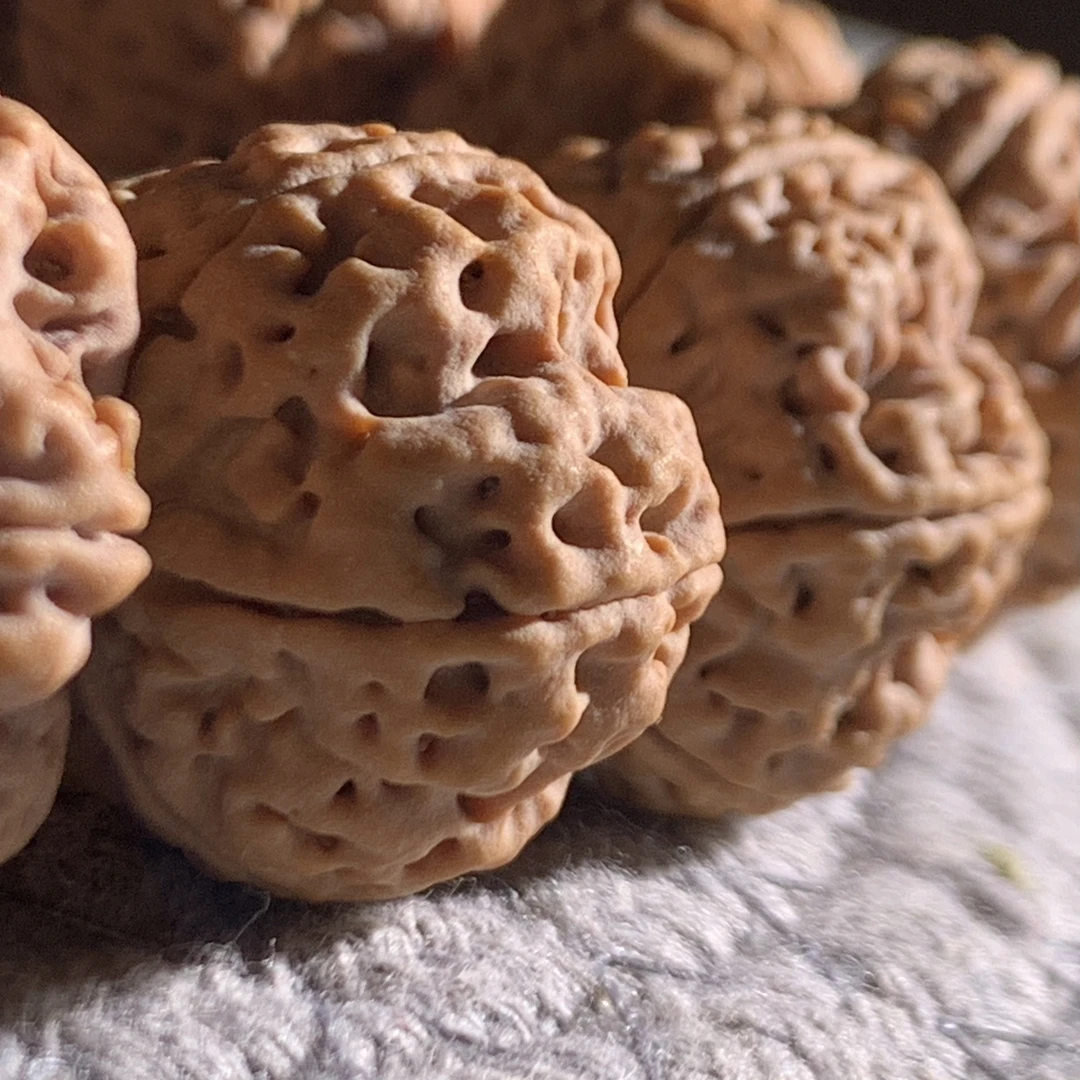 【苍龙梅花】粗筋硬肉立体龙脊毕业梅花大金刚菩提