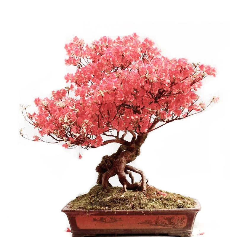 映上红盆景栀子花小老桩赤楠盆栽紫薇盆景室内桌面小老桩胡颓子盆