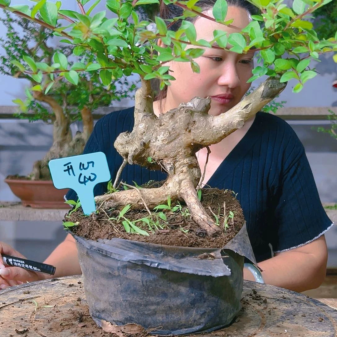 红陶20CM（含）-50CM（不含）