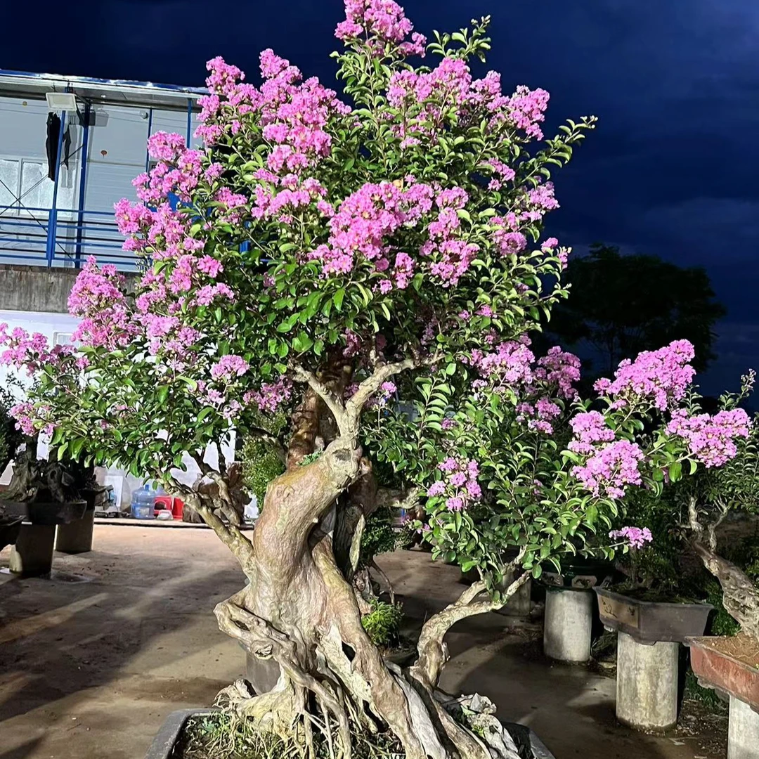 原生山采紫薇老桩