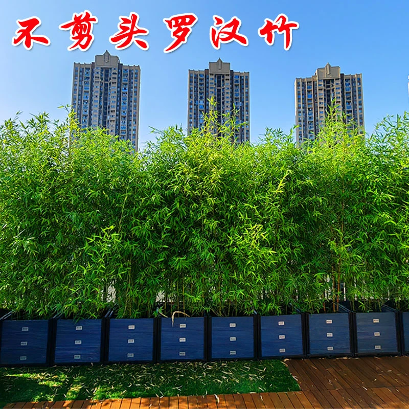 不剪头全冠竹子苗植物庭院罗汉竹室外四季常青观赏景观竹室内盆栽