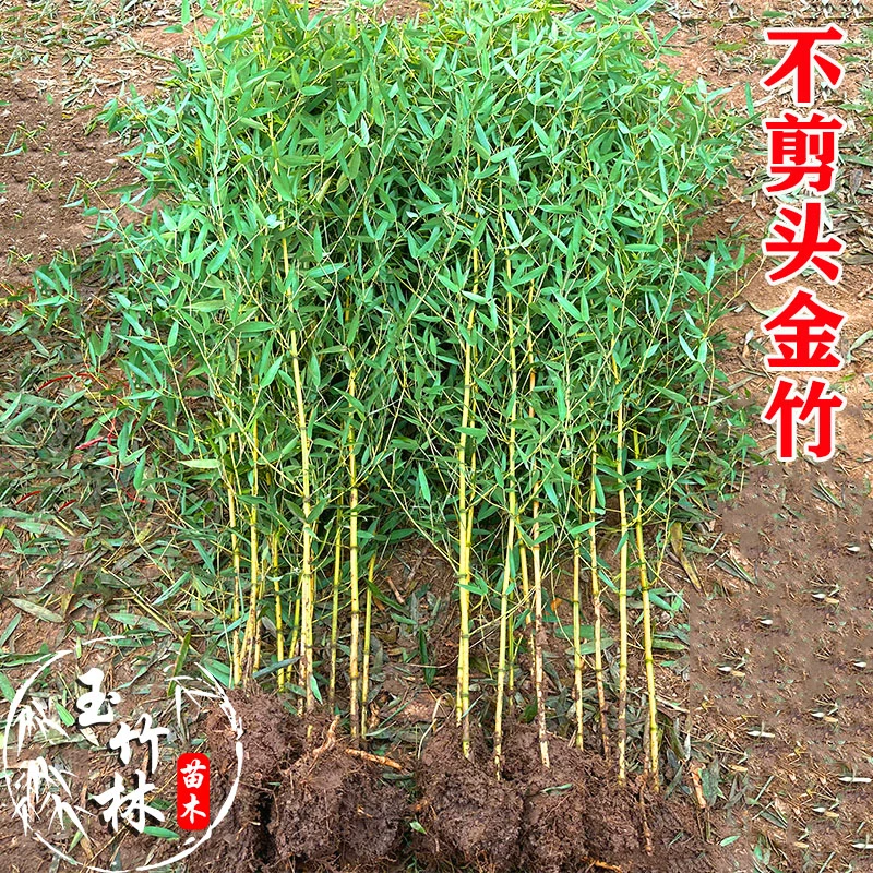 不剪头全冠金竹庭院竹子苗四季常青花园观赏植物竹子盆栽景观金竹