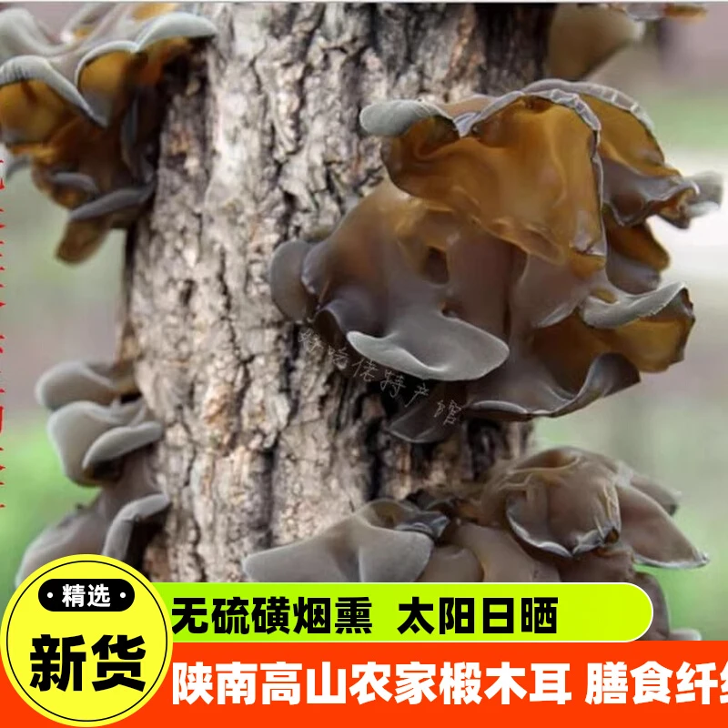 木耳树子木耳干木耳