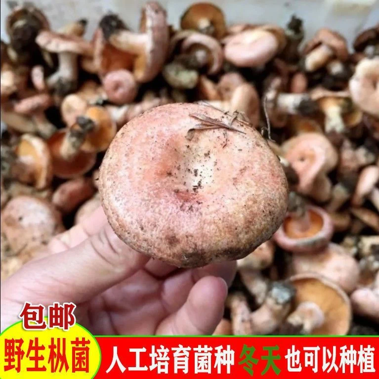高产乌纵菌原种菌包 松菌 青碟菌 黄碟菌 松纵菌松菇人工种植菌包