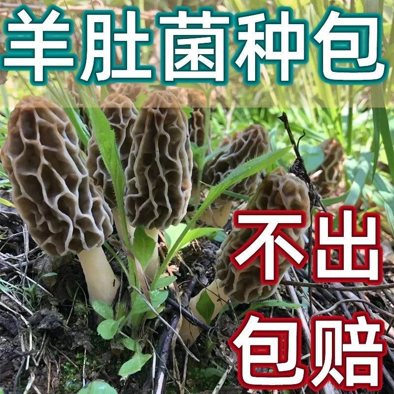 优质高产羊肚菌菌种阳台室内室外盆栽可种不发季节在家也可以种植