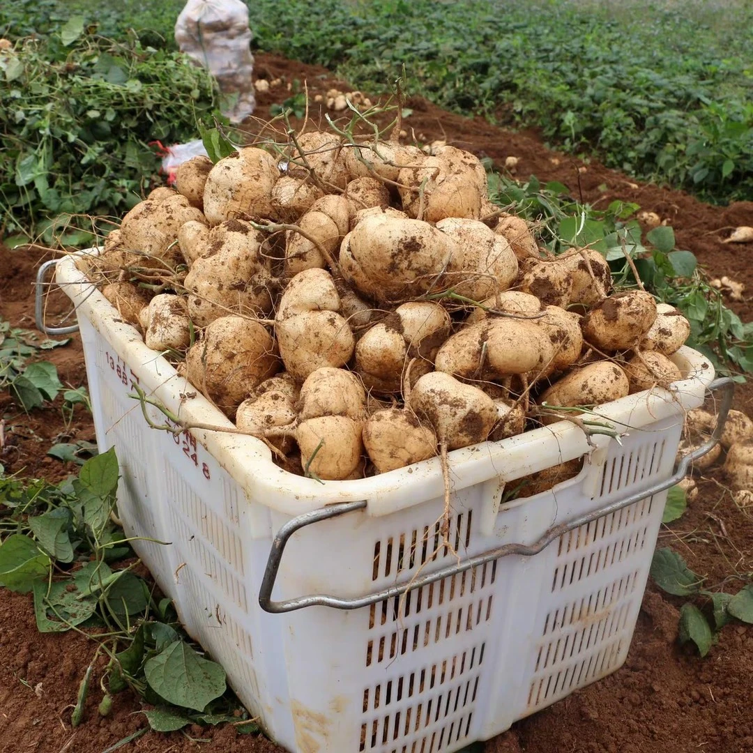 贵州本地地萝卜新鲜地瓜农家种植白心凉薯孕妇水果带泥发货