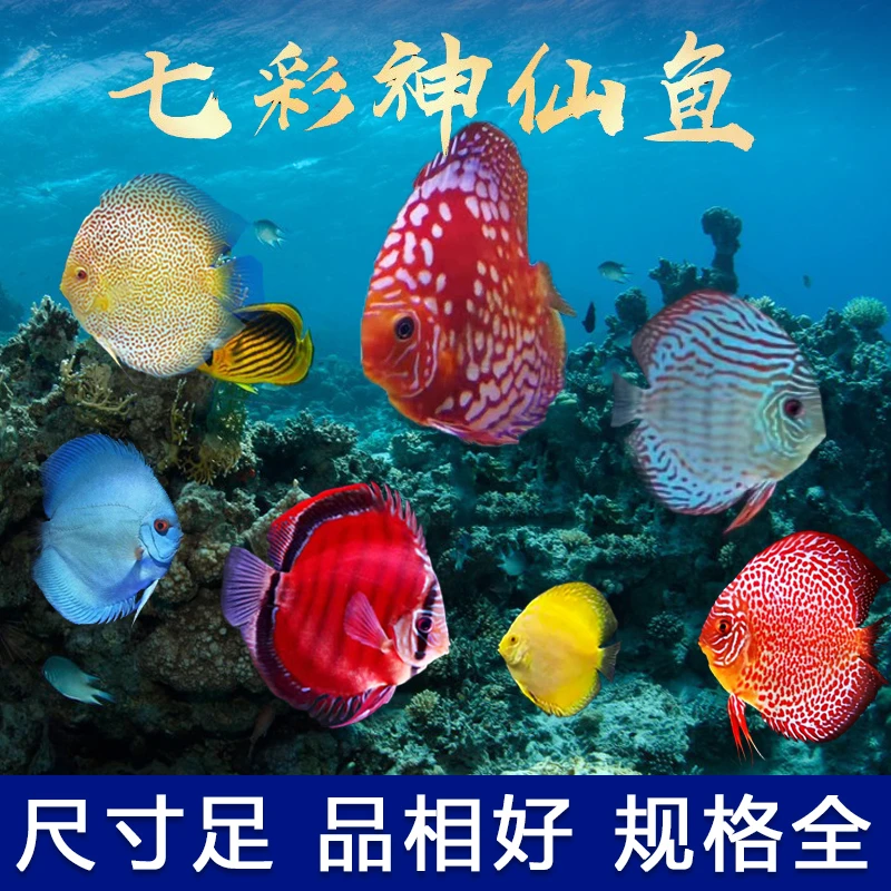 七彩神仙鱼8-9cm精品鱼观赏鱼热带鱼宠物鱼蜘蛛侠赤瞳黄金活体