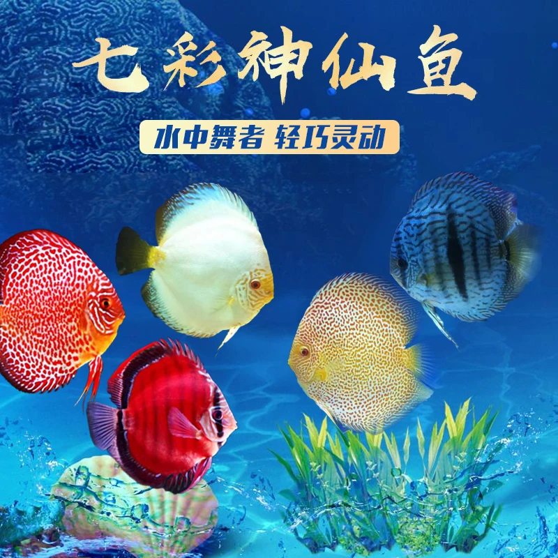 全长小苗2-3厘米七彩神仙鱼观赏鱼鱼苗淡水鱼七彩米好养渔场直供