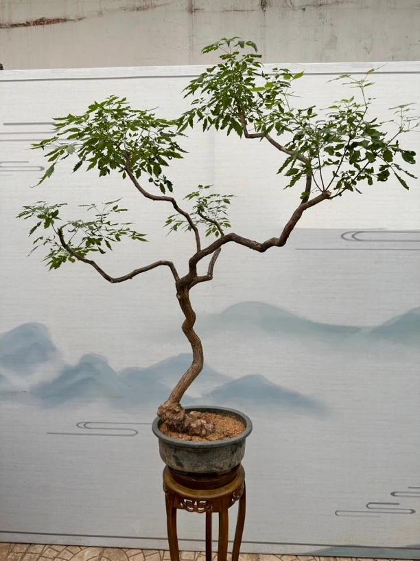 黄荆盆景，黄荆造型树