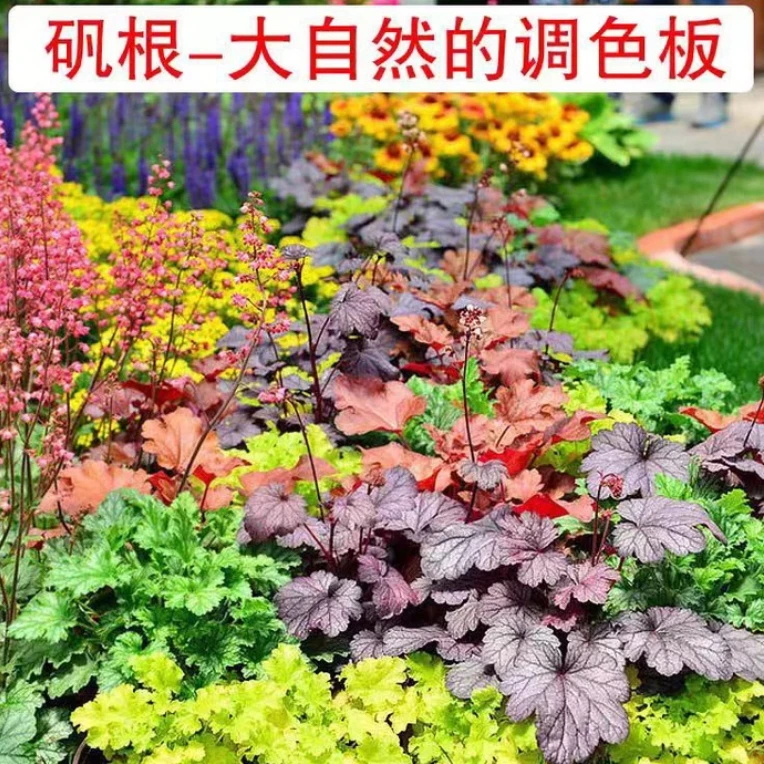 五彩好养植物矾根易活观叶庭院花镜喜阴耐寒宿根北方室外耐寒绿植