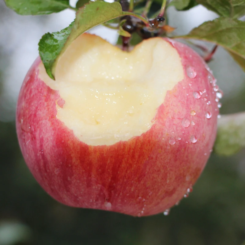 山西黄土高山红富士苹果水果新鲜当季整箱带箱9-10斤脆甜