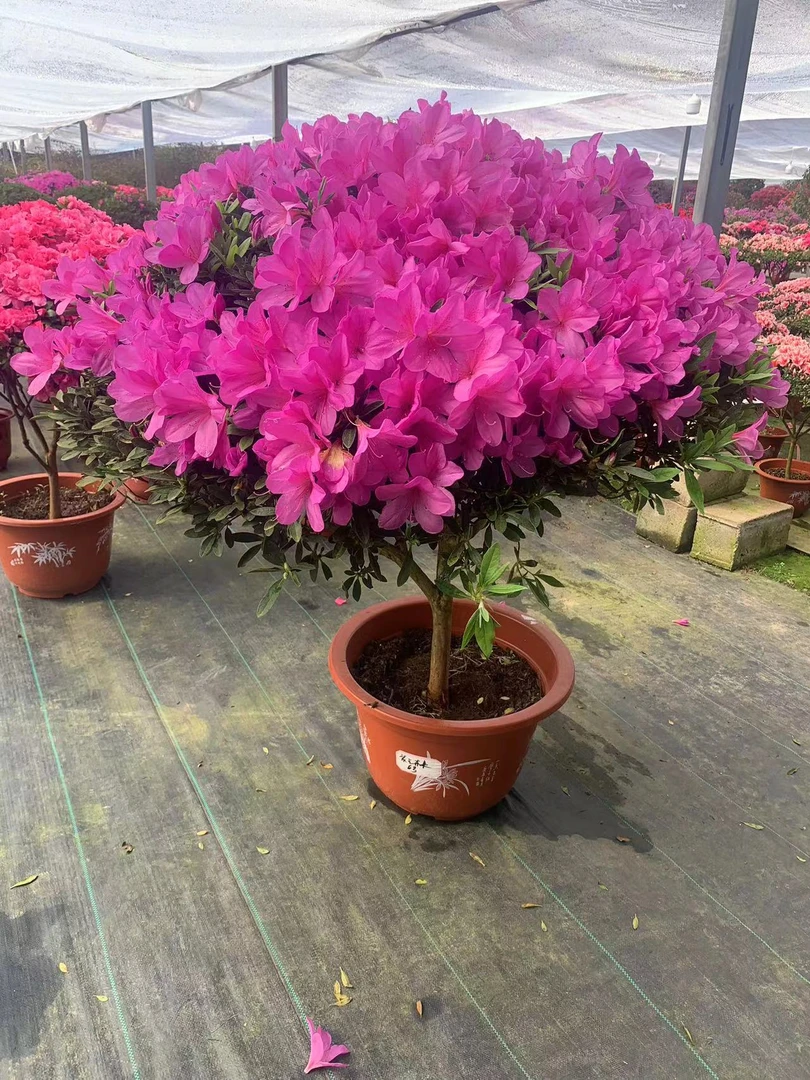 多种颜色耐寒杜鹃花原盆原土发货