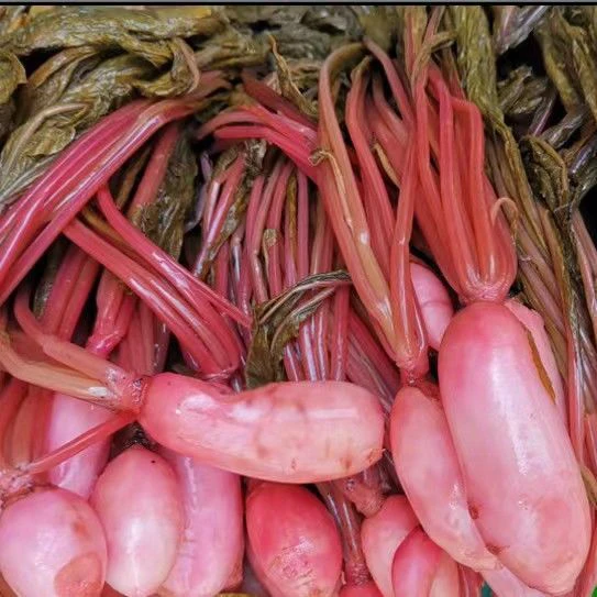 湘西赶集直播干货酸菜土特产小萝卜水萝卜酸菜500克包邮