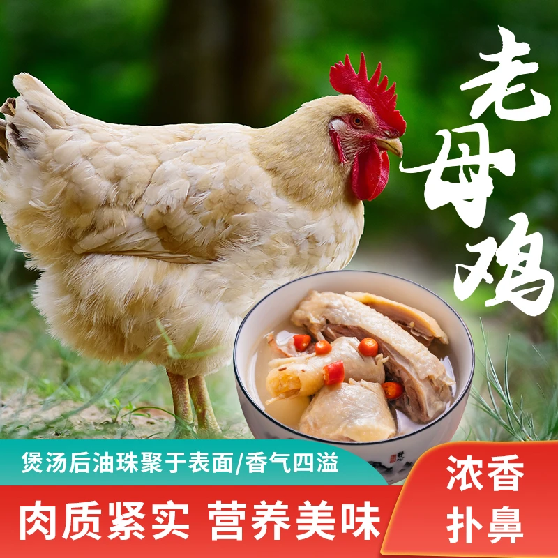 肥西黄油老母鸡农家散养生态土公鸡蛋新鲜煲汤现杀冷冻老母鸡肉质