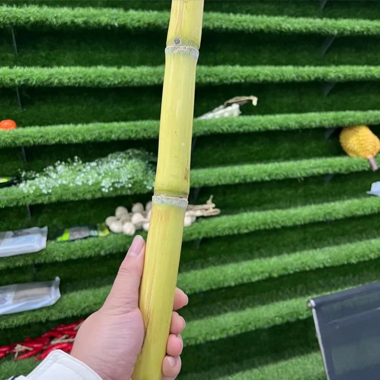 黄金迷你（拇指）甘蔗5斤/9斤包邮