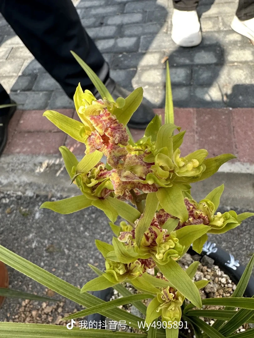 蕙兰浓香型开花好看