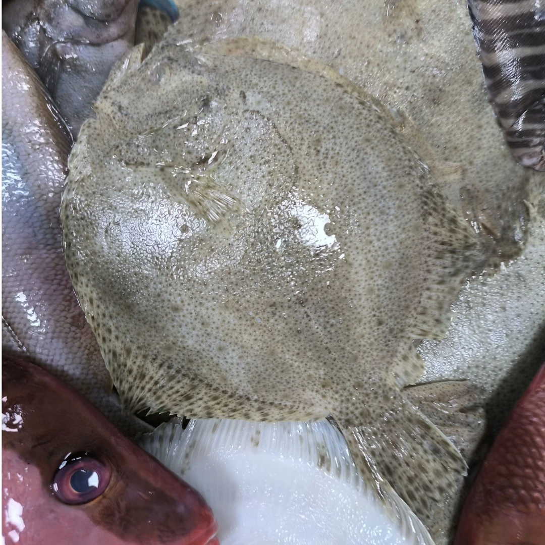 深海野生多宝鱼5斤