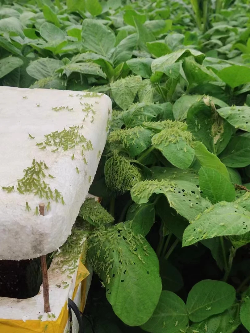 山东原种蹬倒山棉蝗蚂蚱卵：抗寒抗病出苗率90%