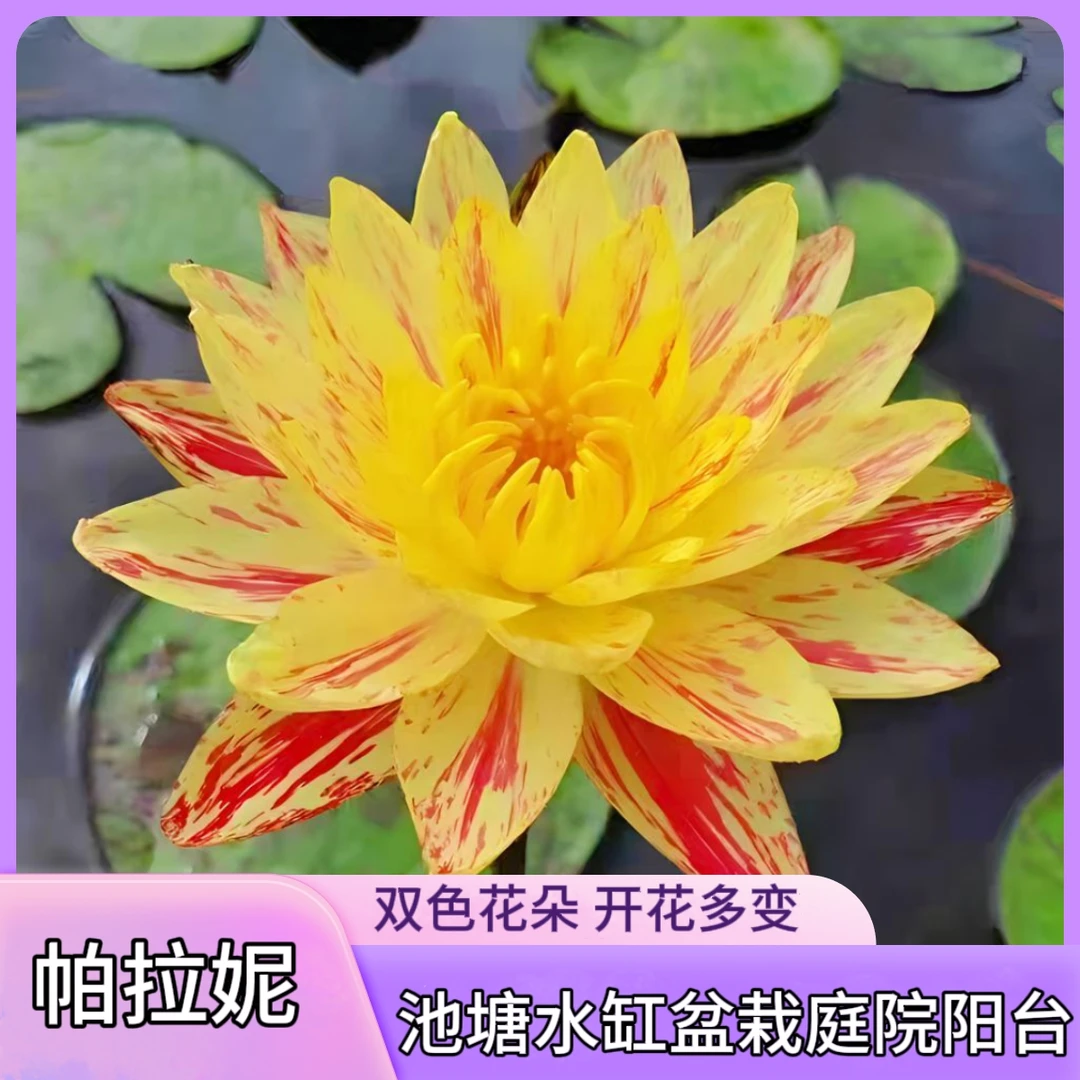 帕拉妮双色花睡莲花四季水培盆栽花卉植株搭配容易收藏下单发货