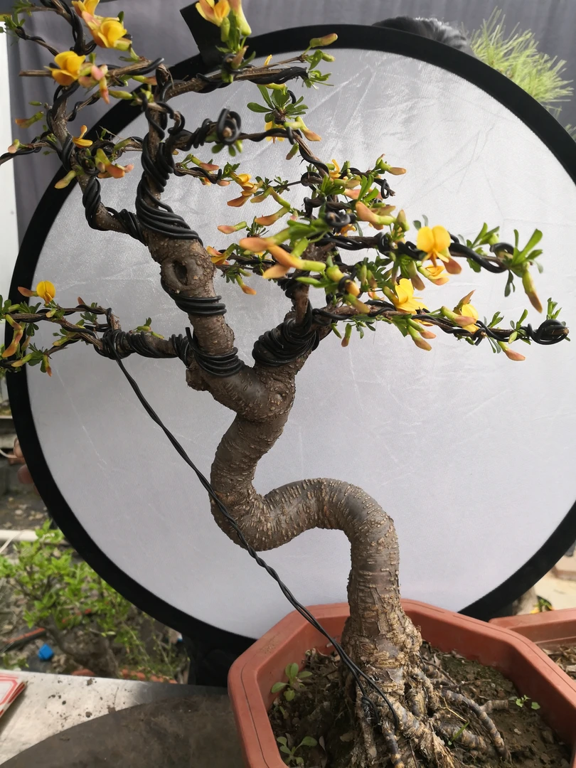 珍藏款老桩金雀盆景盆栽耐寒耐旱室内庭院观赏盆景盆栽