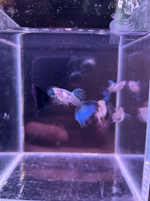 蓝色妖姬孔雀鱼热带鱼活体发货包邮包路损