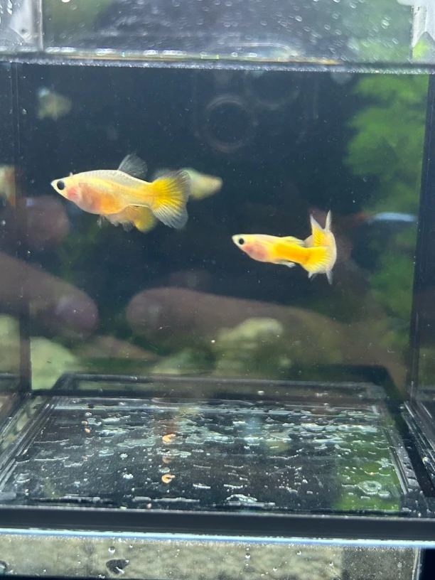 玻璃猫短体孔雀鱼越系进口包邮包路损