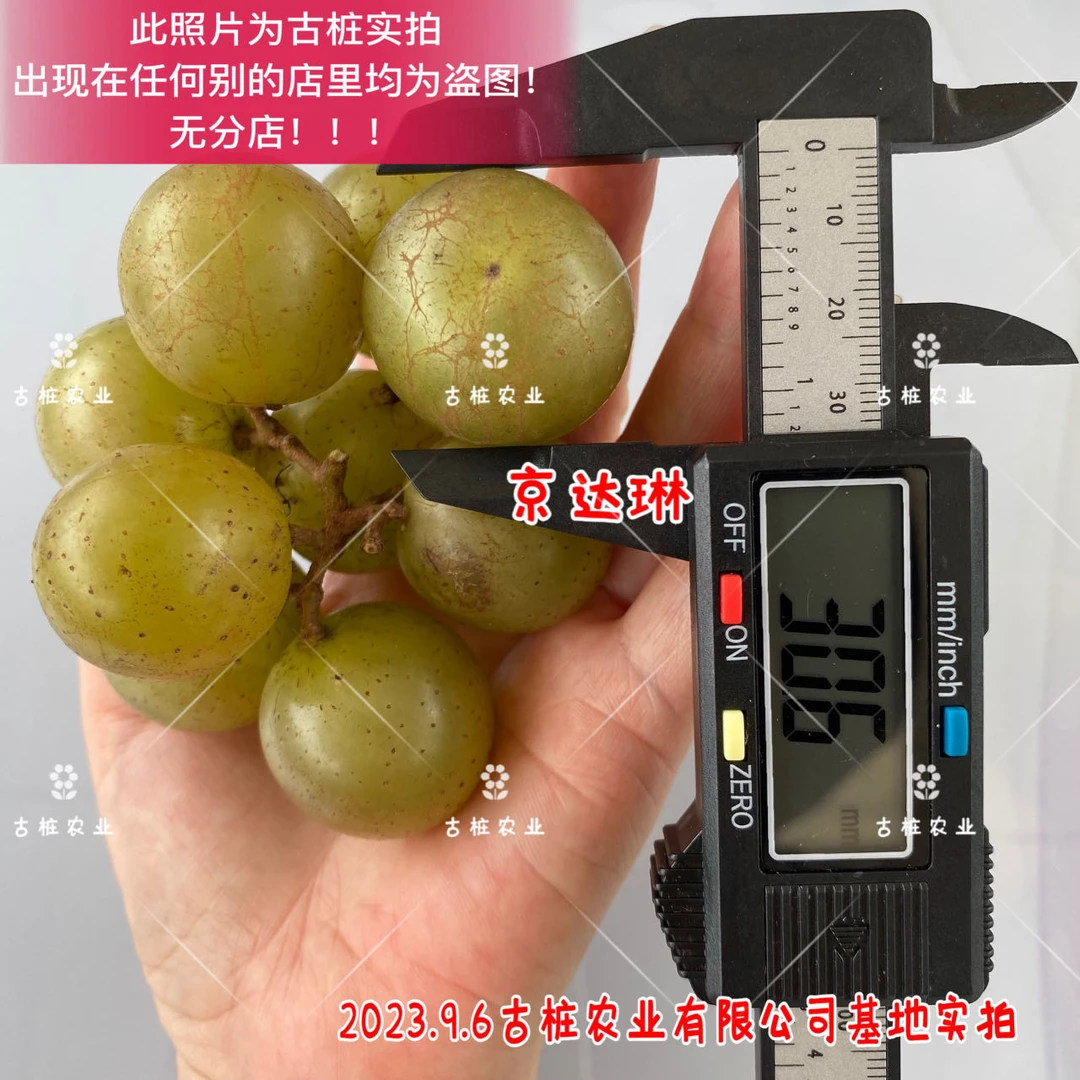 京达琳圆叶葡萄苗雌性庭院盆栽果树美洲葡萄懒人葡萄浙江古桩农业