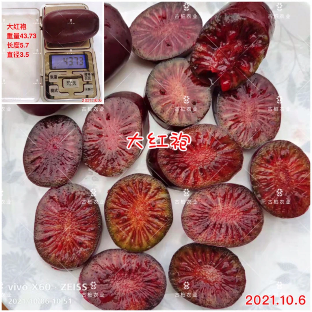 软枣猕猴桃苗红肉地栽庭院果树不能自粉部分自有品种拍前请看详情