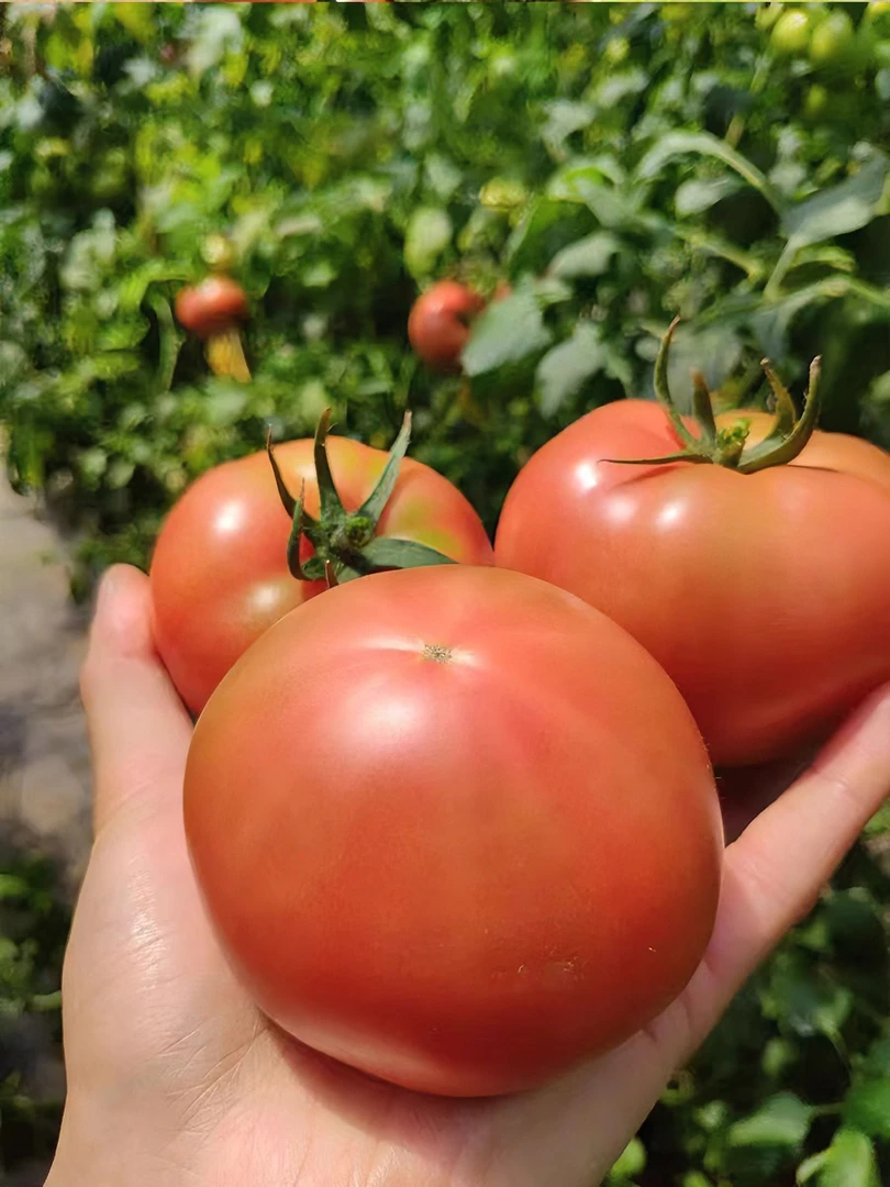 【顺丰】苏北农家西红柿新鲜采摘老品种番茄酸甜自然熟生吃3/5斤