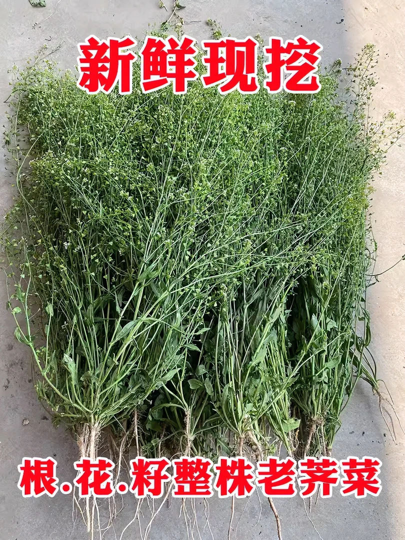 【顺丰】野生新鲜老荠菜地菜三月三煮鸡蛋用老荠菜带根带花带籽现挖