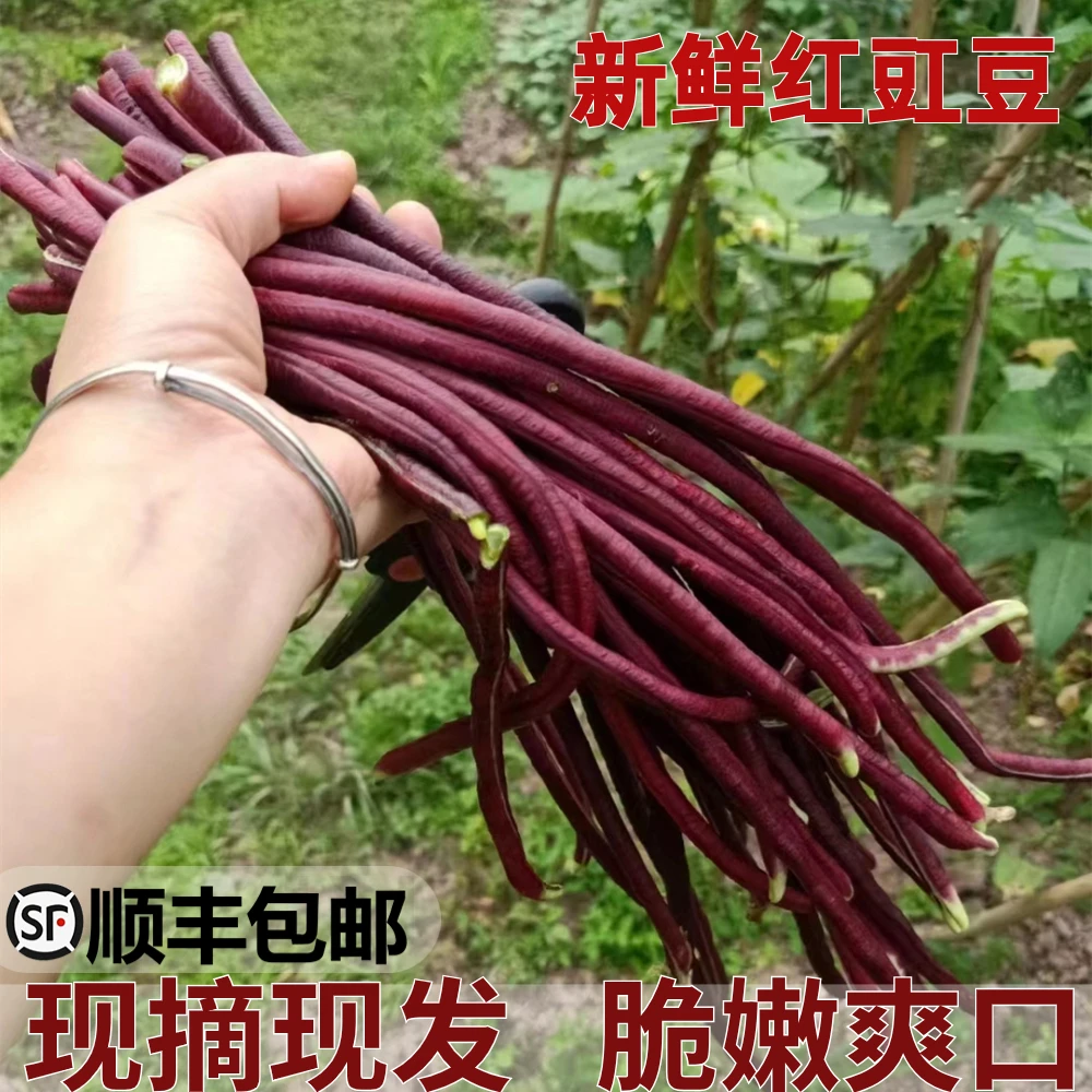 新鲜红豇豆农家紫豇豆长豆角八月乌豆角当季蔬菜2/3/4斤顺丰