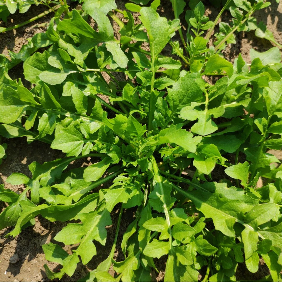 苏北荠菜新鲜野菜现挖现发地菜野菜饺子春卷野生荠菜馅1-4斤
