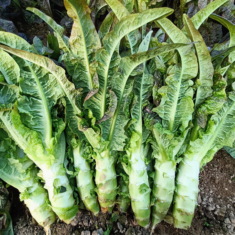 农家自种莴笋新鲜莴笋红叶莴笋蔬菜新鲜当季莴苣青笋菜蔬菜3/5斤