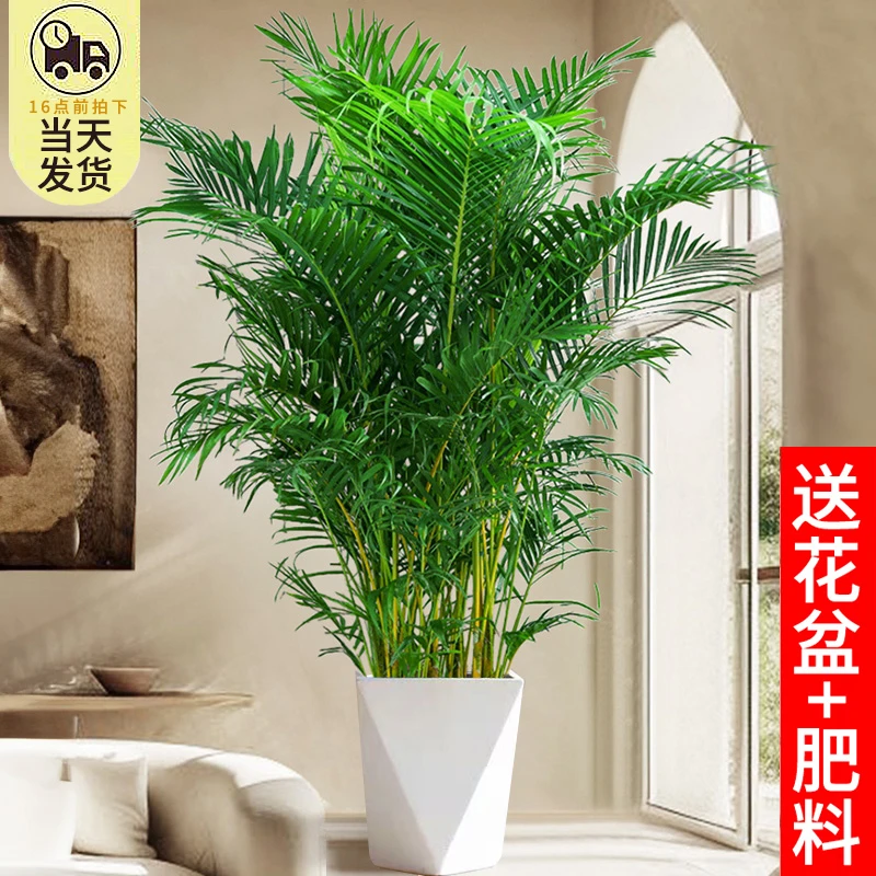 精选富贵椰子绿植新上品种好养耐活室内大型盆栽客厅植物散尾葵大