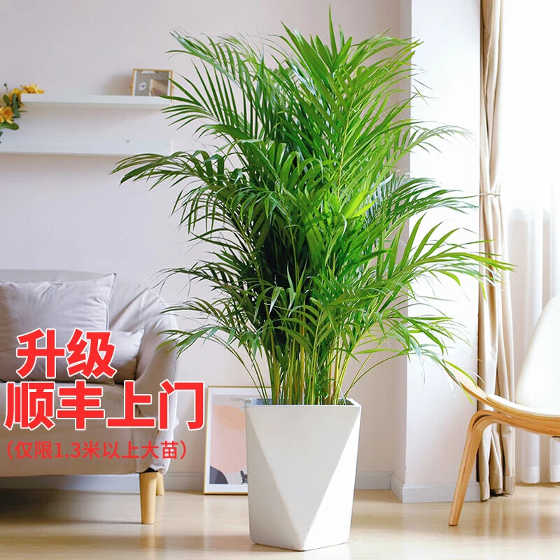 富贵椰子树盆栽大型绿植客厅室内净化空气植物北欧风散尾葵富贵竹