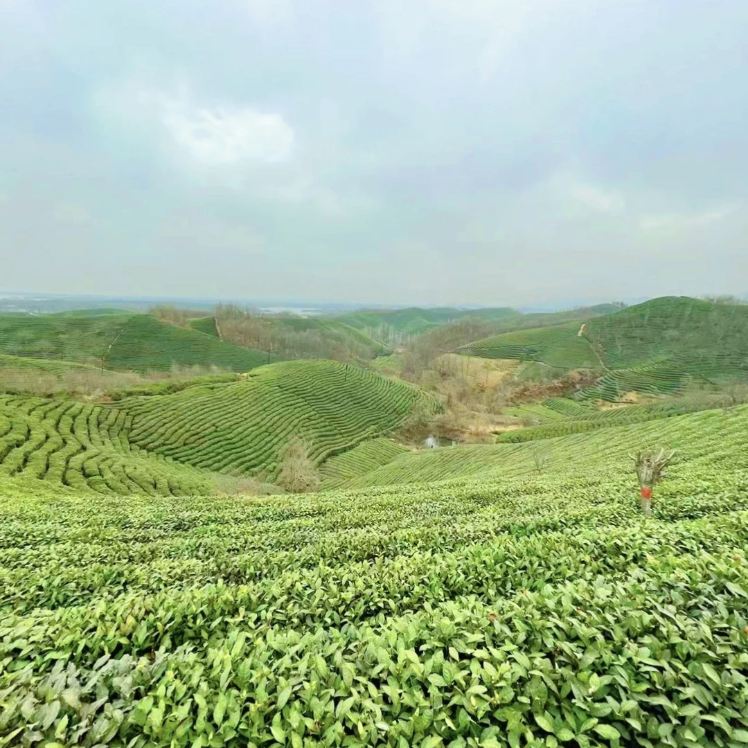【何家寨521雨前中芽+楼头】保证2025年信阳毛尖原产地新茶