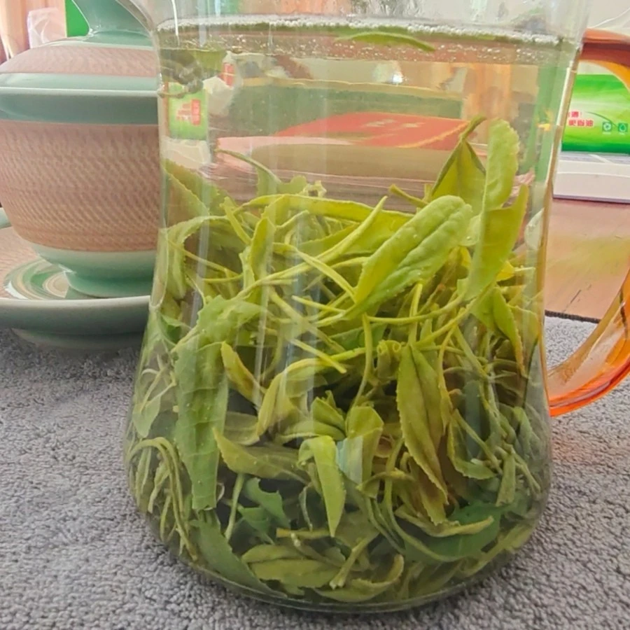 【天堂山花香口粮茶】新文哥自己家的茶园海拔600米高山茶