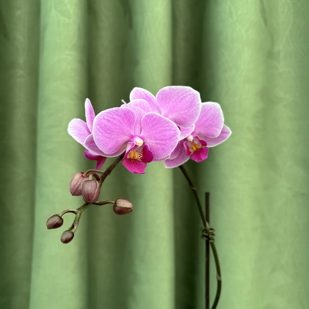 【婚宴】蝴蝶兰单苗单花