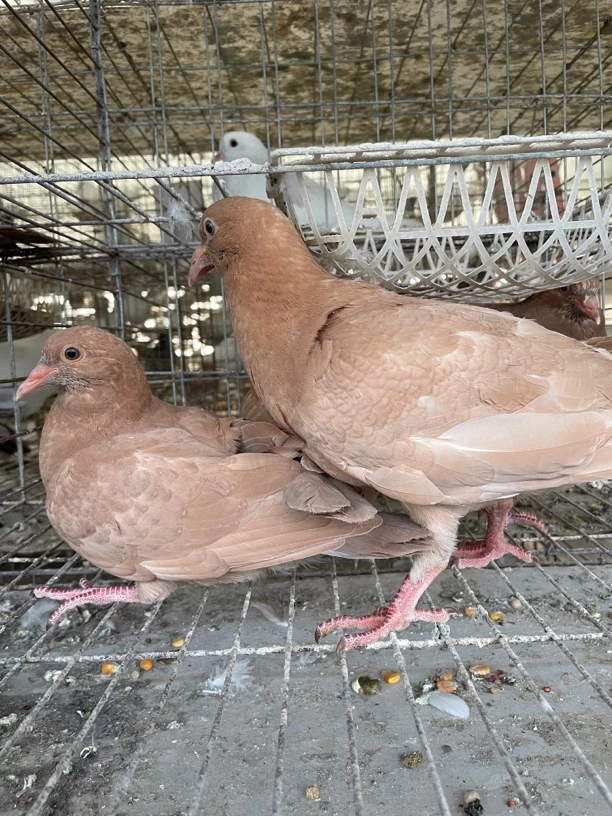 黄卡奴 青年鸽  顺丰包邮包活到家