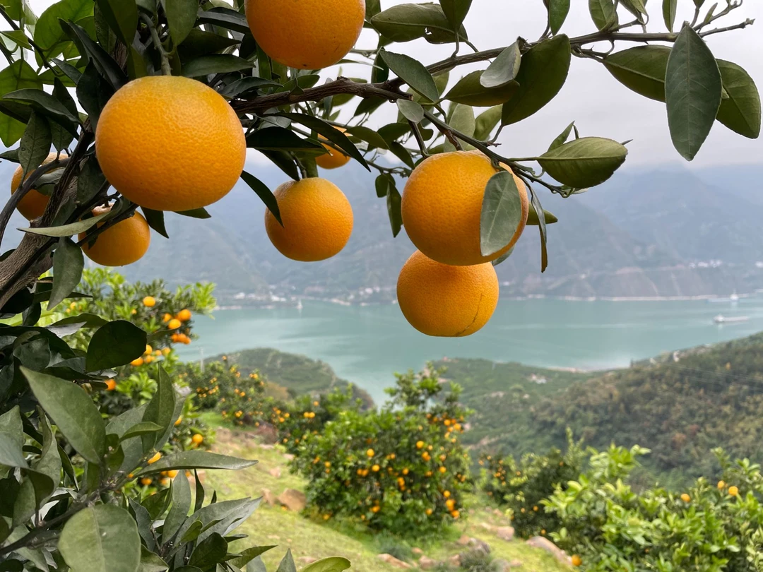 三峡脐橙新鲜应季水果橙子现摘现发9.5分甜的哦