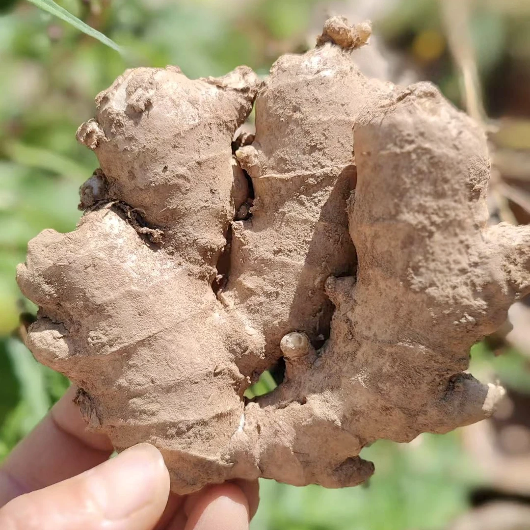 正宗舒城干汊河老生姜