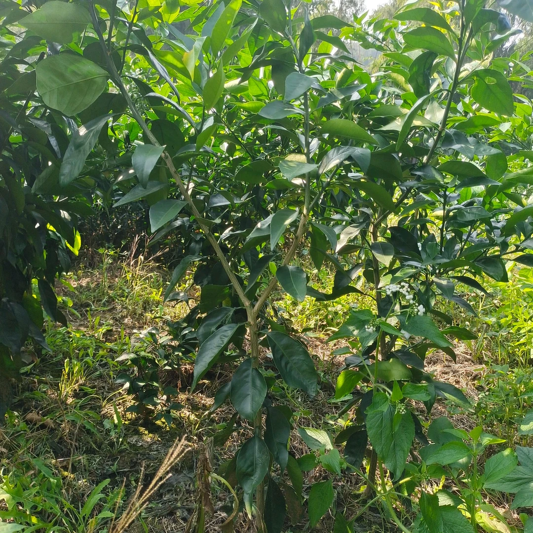 川简粮草沟柑橘苗原土原杯包邮发货