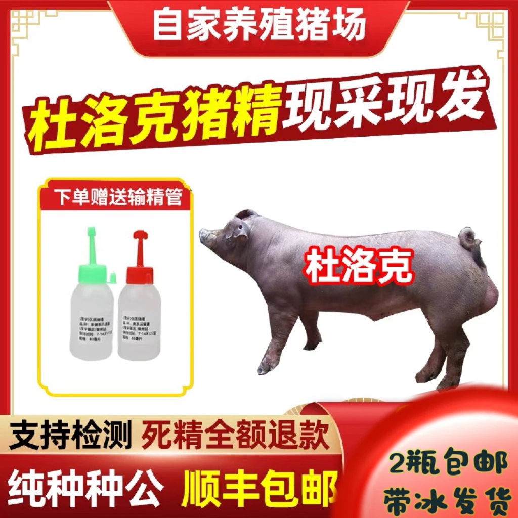顺丰发货纯种猪精液黑杜洛克北京黑大白长白巴克夏猪原种级猪精子