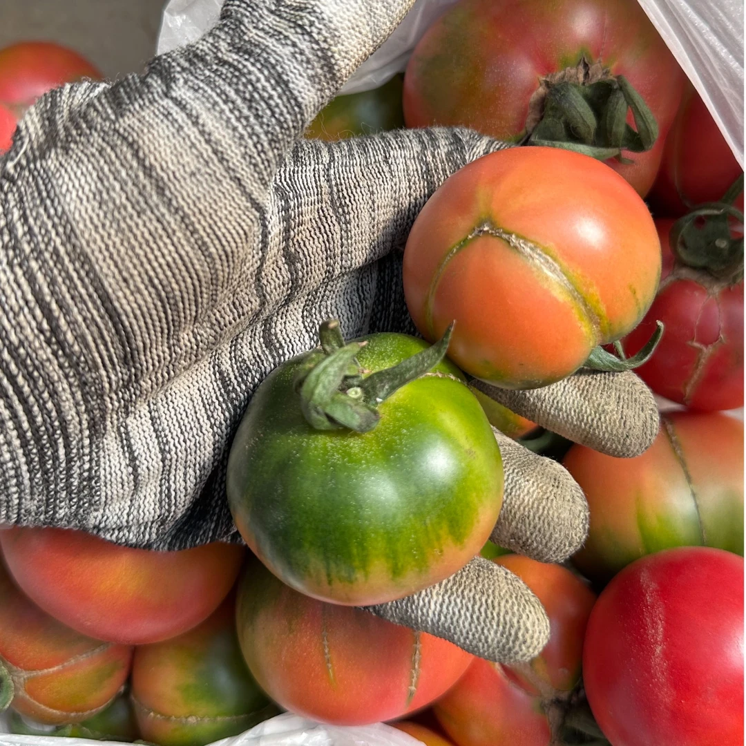 【瑕疵果】草莓柿子【特价果】介意勿拍大连碱地番茄西红柿【张哥小萍】