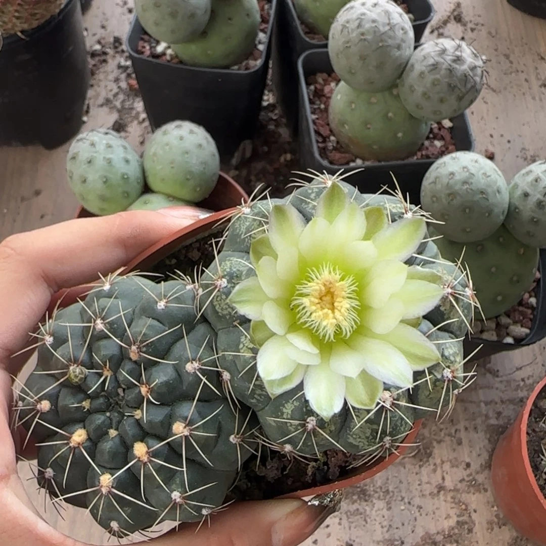 L****8实生双头绿花绯花玉