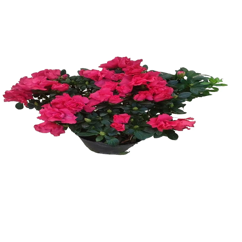 杜鹃花盆栽四季开花四季常青室内室外阳台花卉绿植盆景净化空气..