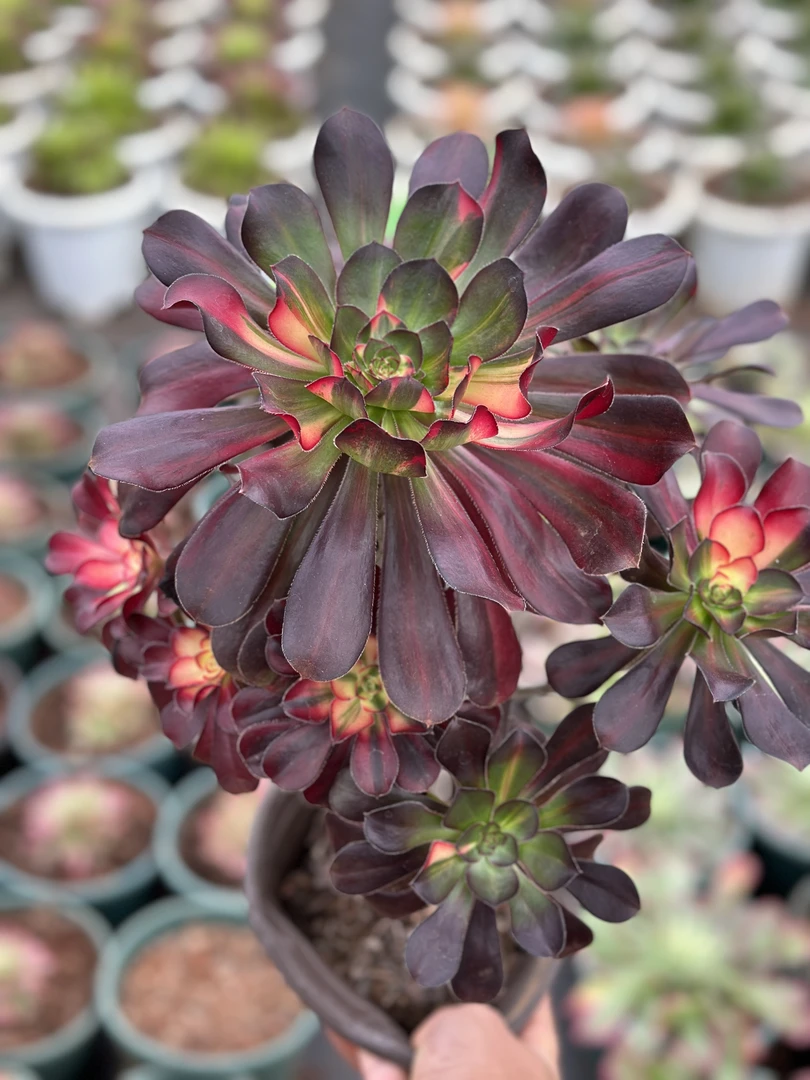 CC2阿鬼多肉法师锦