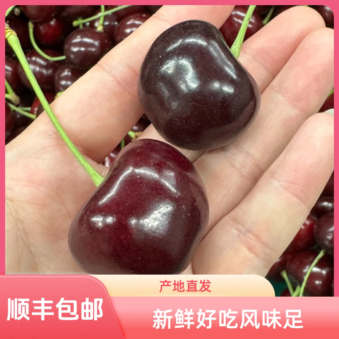 大连露天大樱桃【冰酷】产地直发 新鲜好吃风味足 顺丰包邮