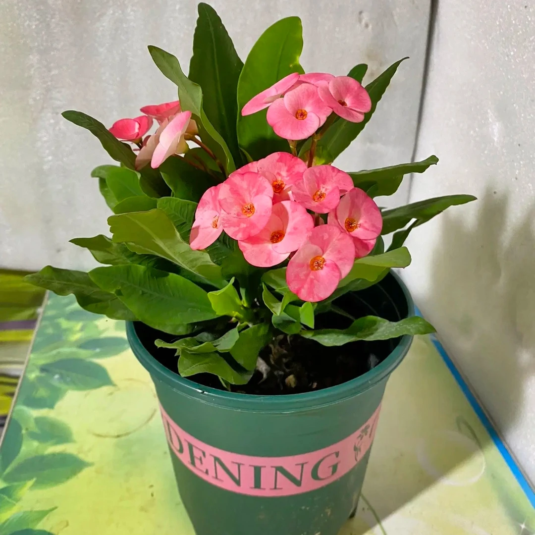 泰国玫粉虎刺梅铁海棠粉色勤花耐旱四季开花懒人绿植