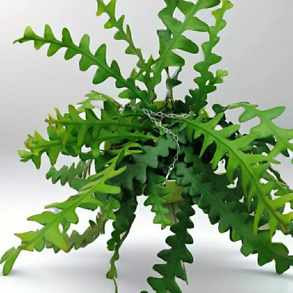 鱼骨昙花室内鱼骨令箭新奇趣味开花清新新款多肉植物散光仙人掌